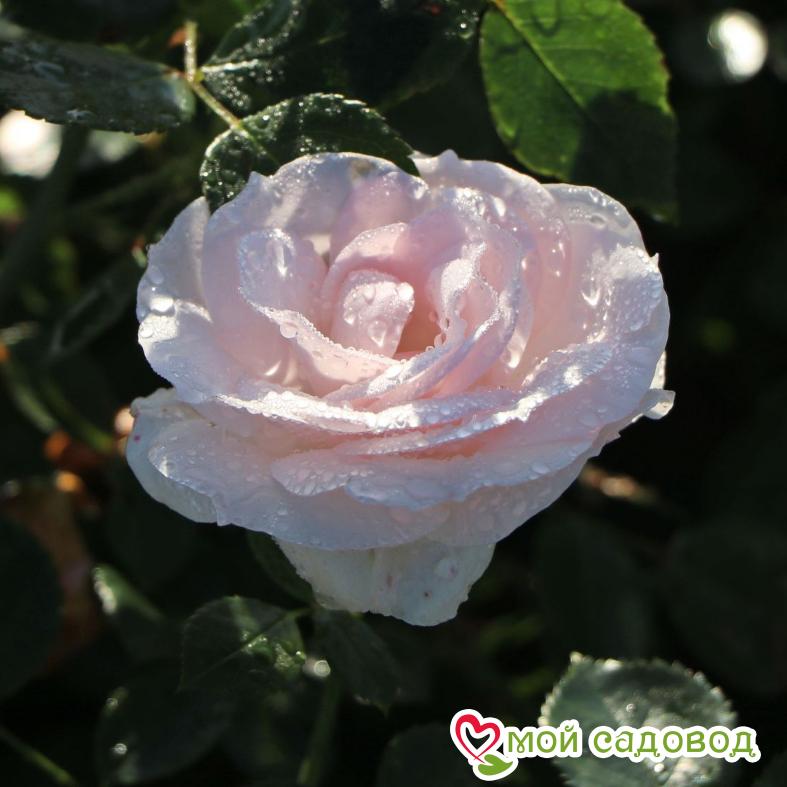 Роза Аспирин