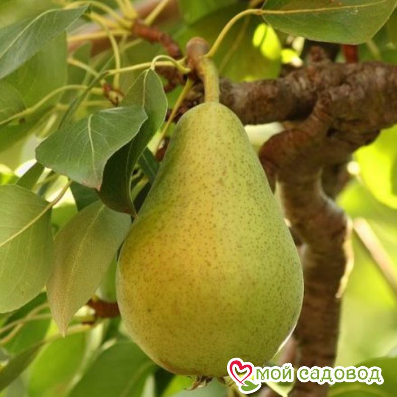 Груша Полюшко
