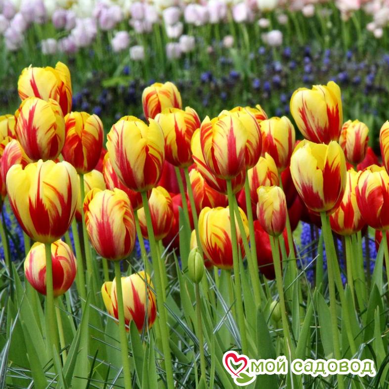 Тюльпан Триумф Холланд Куин