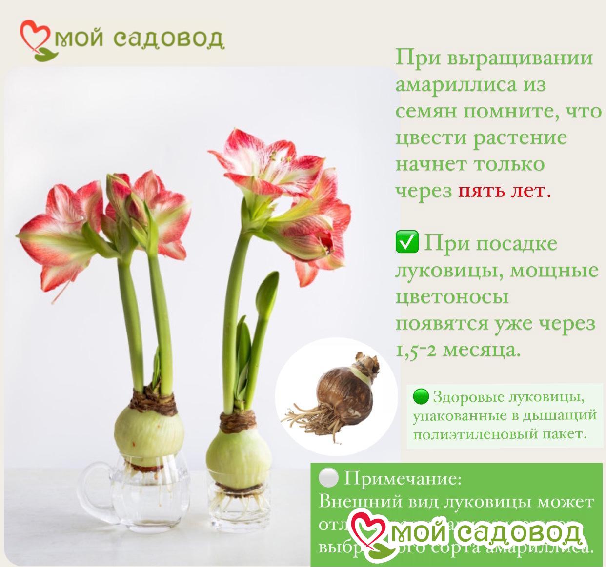 Амариллис Холидей Эмбер