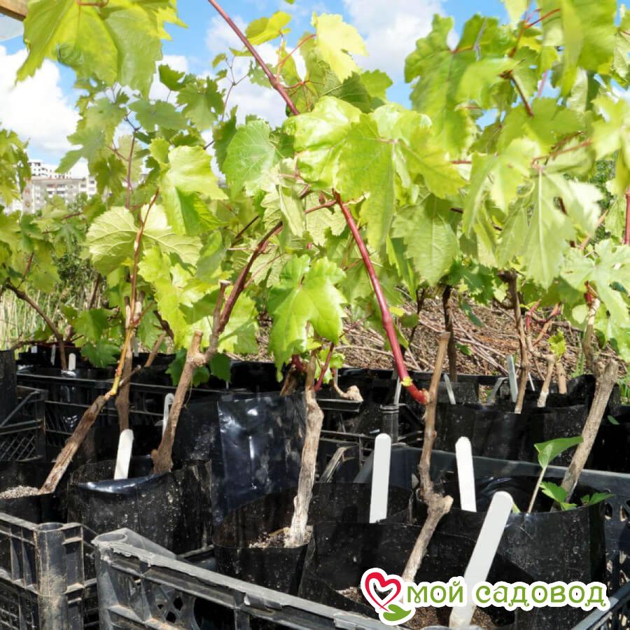 Виноград Мирабель